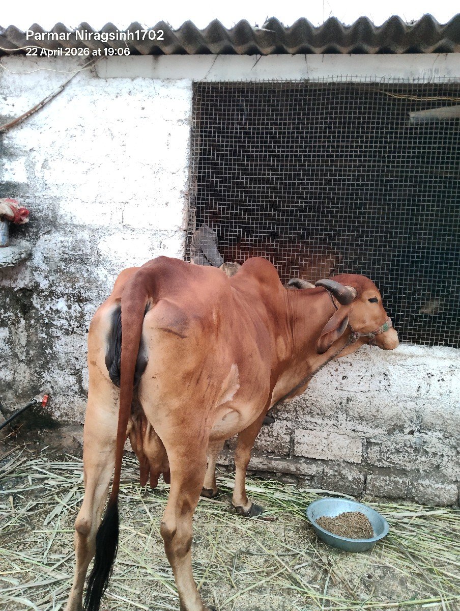 ગાય વેચવાની સે