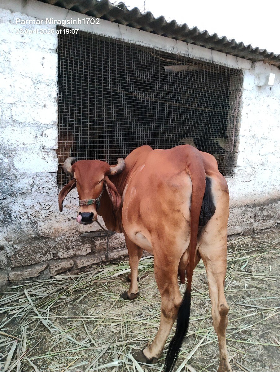 ગાય વેચવાની સે