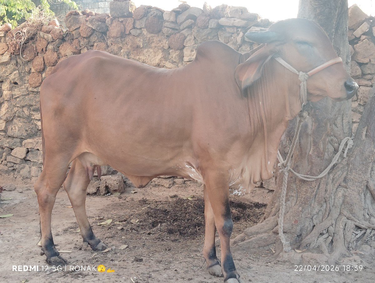 ગાય દેવા ની છે