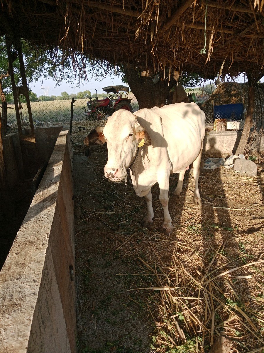 ગાય વેચવાની છે
