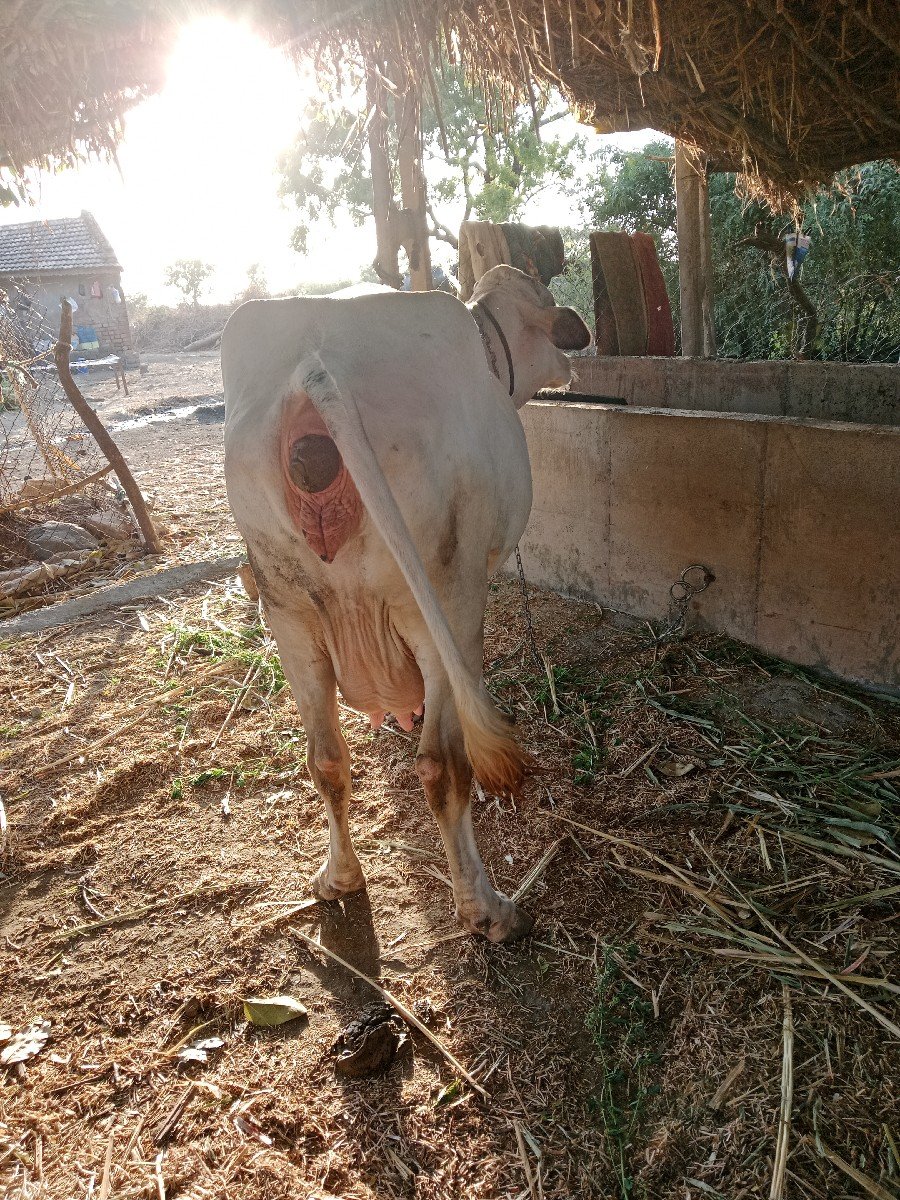 ગાય વેચવાની છે