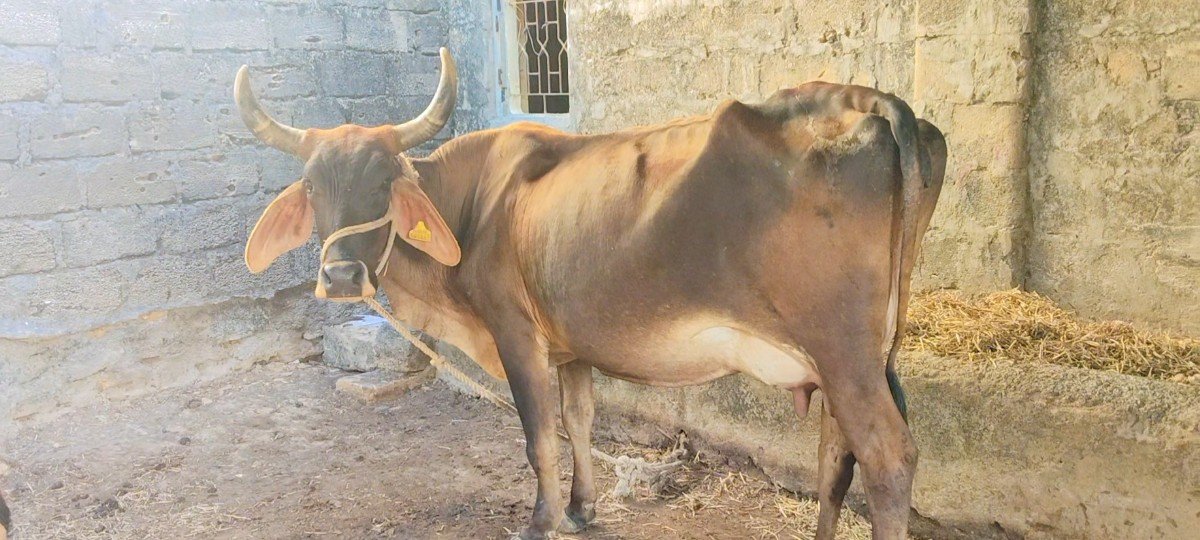 ગાય વેચવાની છે