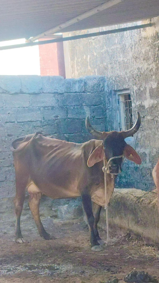 ગાય વેચવાની છે