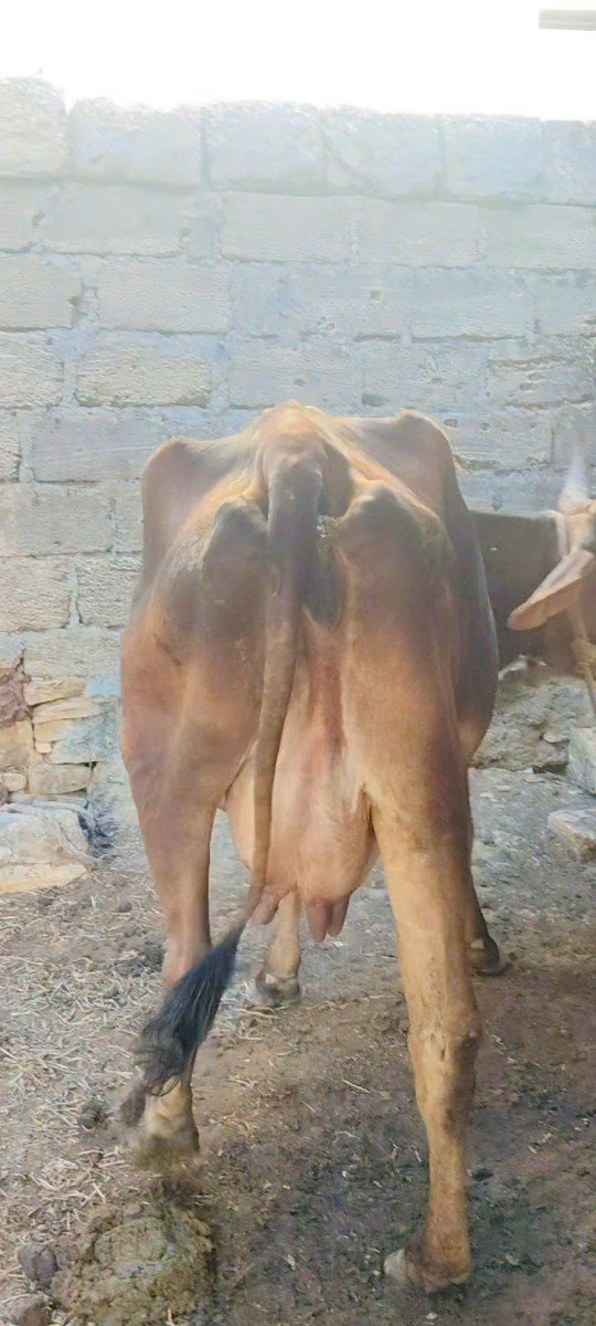 ગાય વેચવાની છે