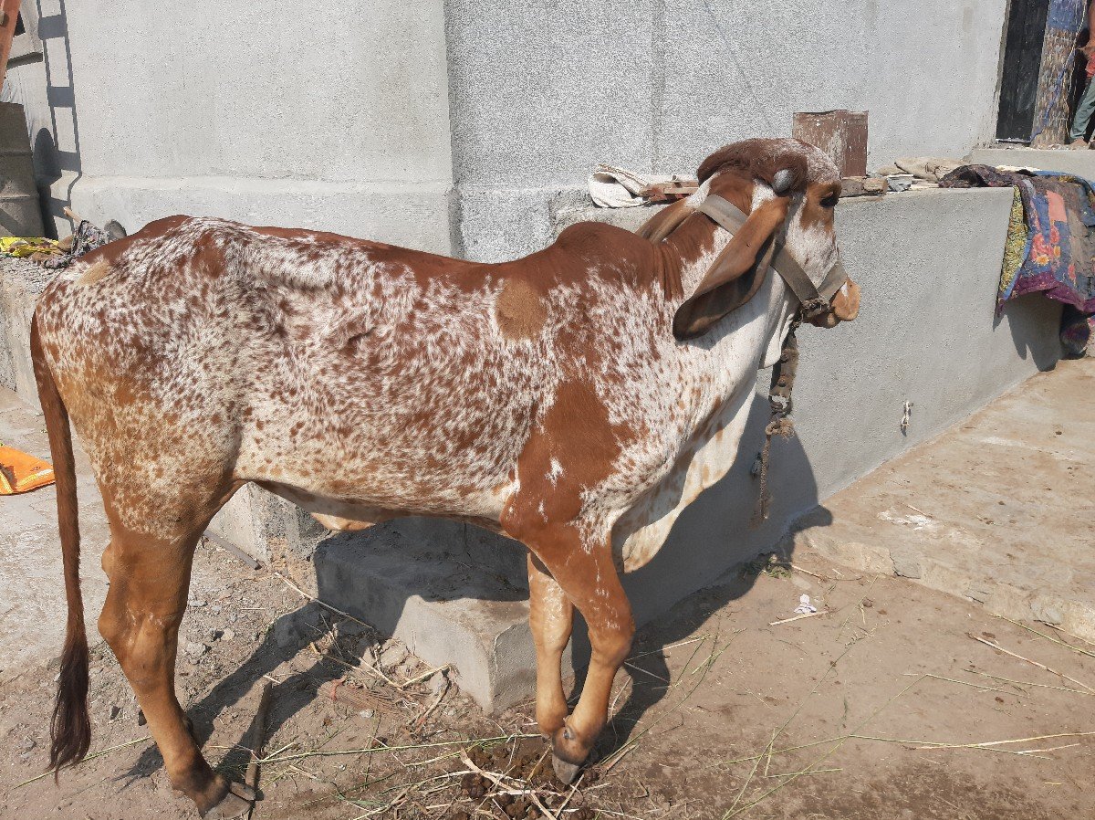 ગીર વાછડી વેચવાની છે