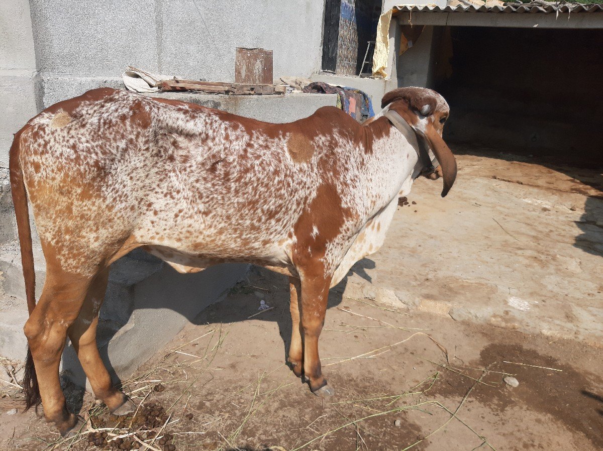 ગીર વાછડી વેચવાની છે