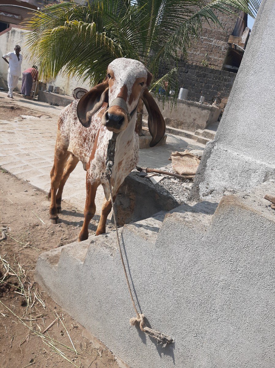 ગીર વાછડી વેચવાની છે