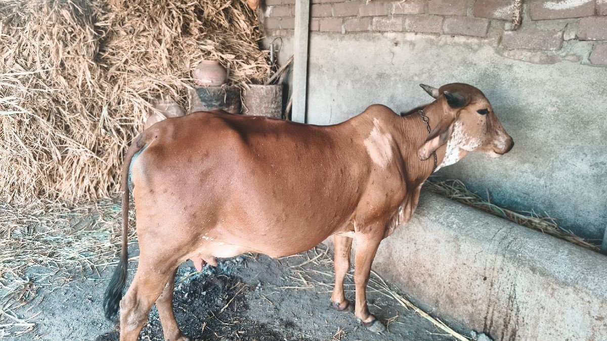 દેશી ગાય પેલું વેતર