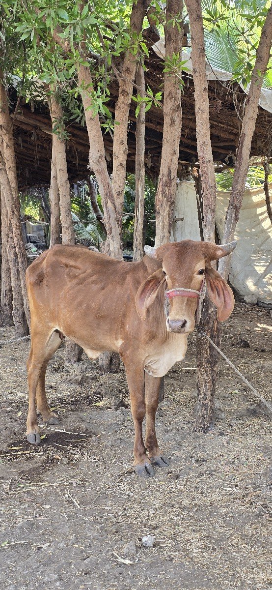 gir vashdi
