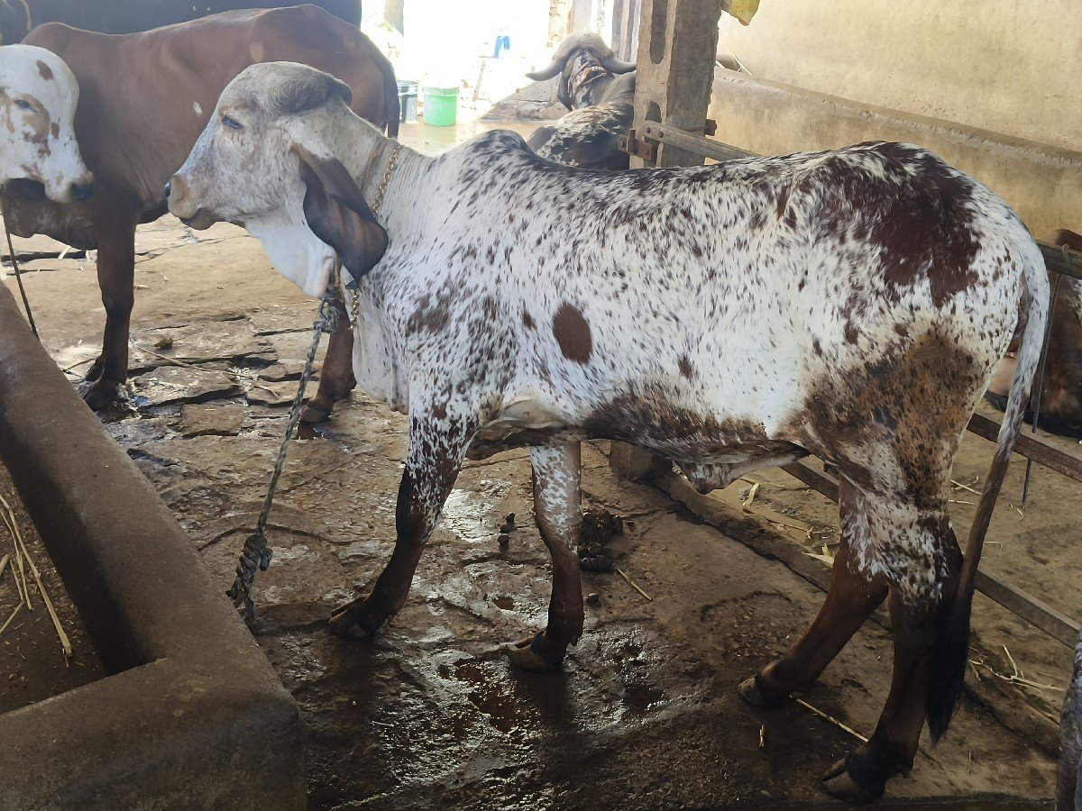 બેય વાસડી વેસવાની સે