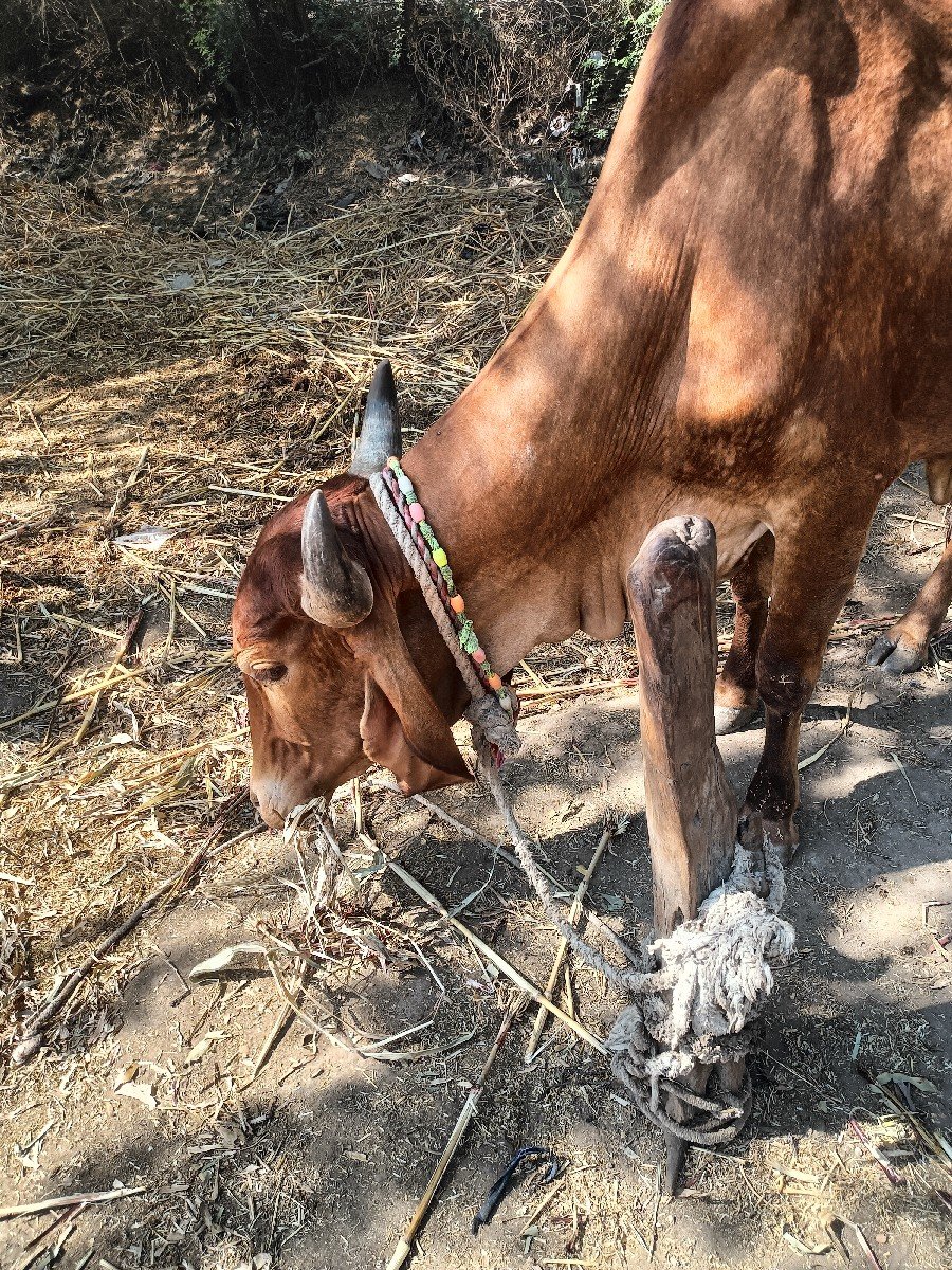 ગાય વેસવી પેલા વેતરમ છે