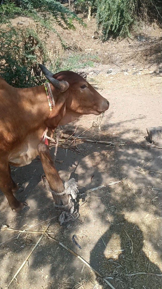 ગાય વેસવી પેલા વેતરમ છે