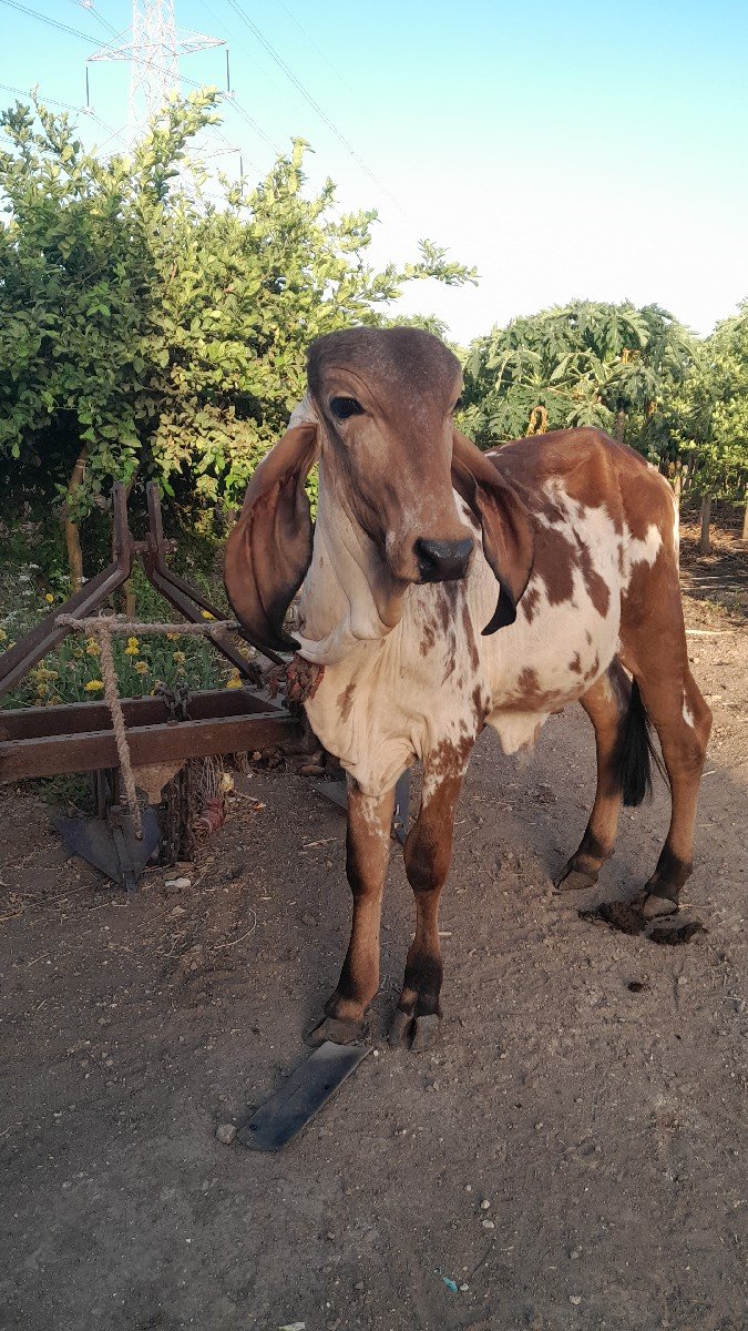 વેચવા નો છે