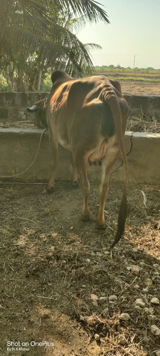ગાય વેચવાની છે