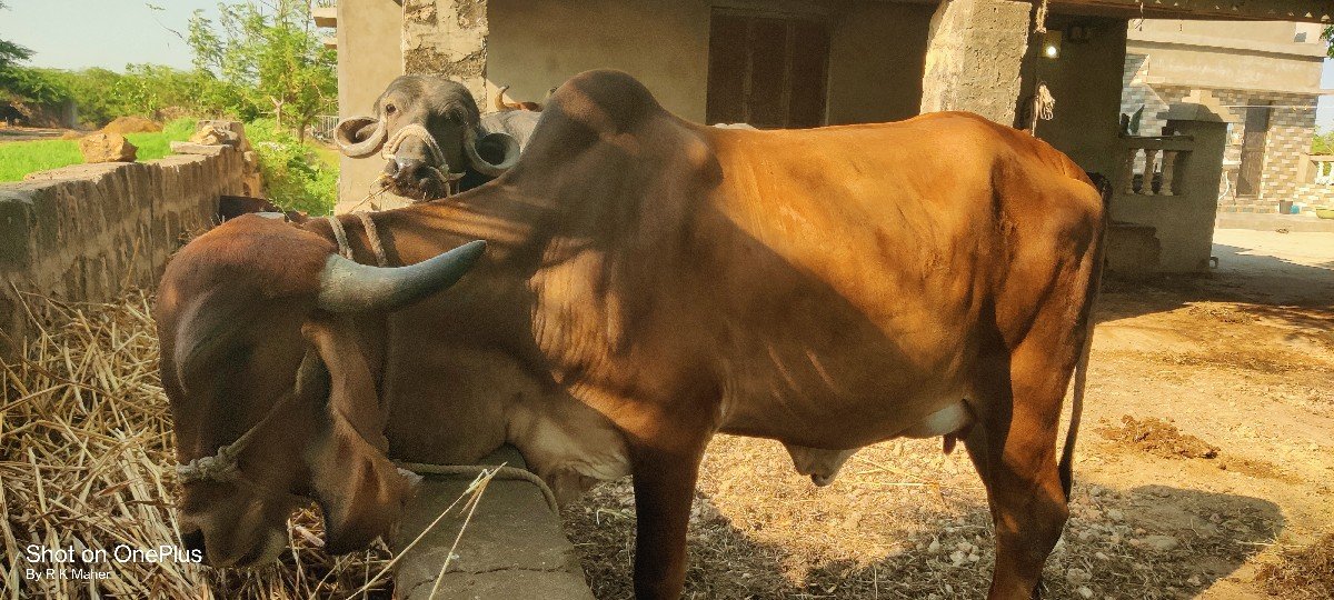 ગાય વેચવાની છે