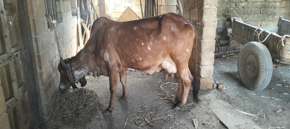 ગાય વેચવાની છે