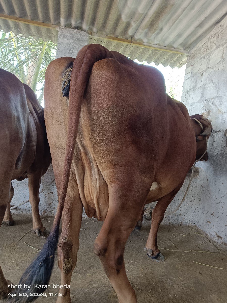 ગાય વેચવા ની છે