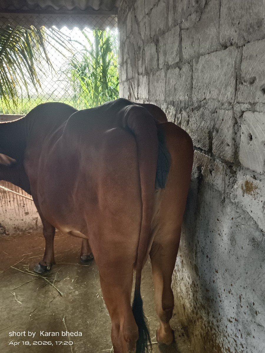ગાય વેચવા ની છે