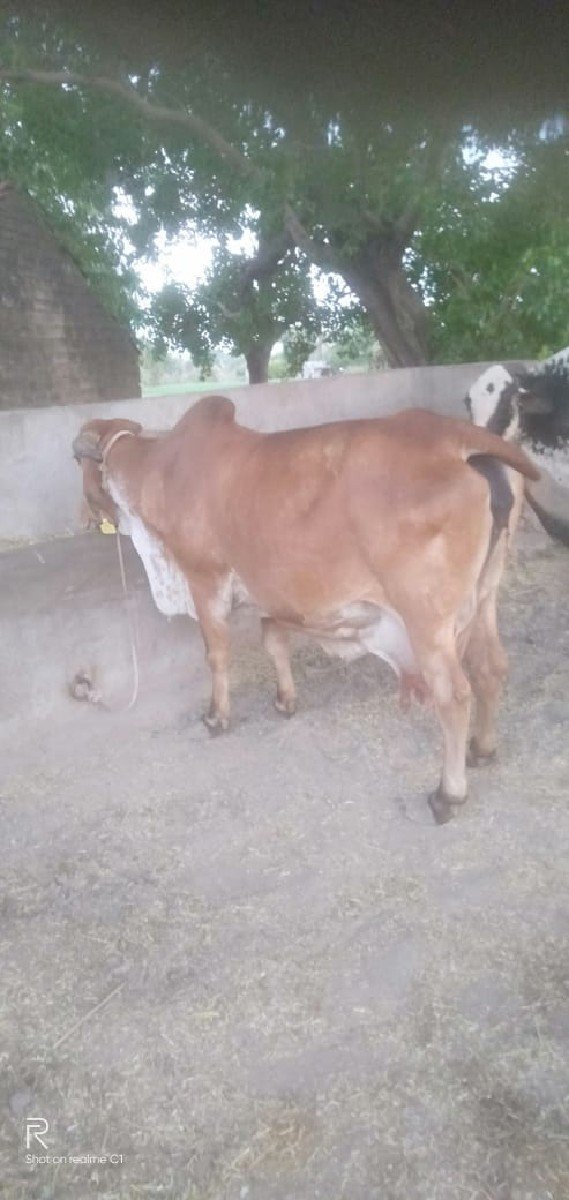 ગાય વેચવાની છે