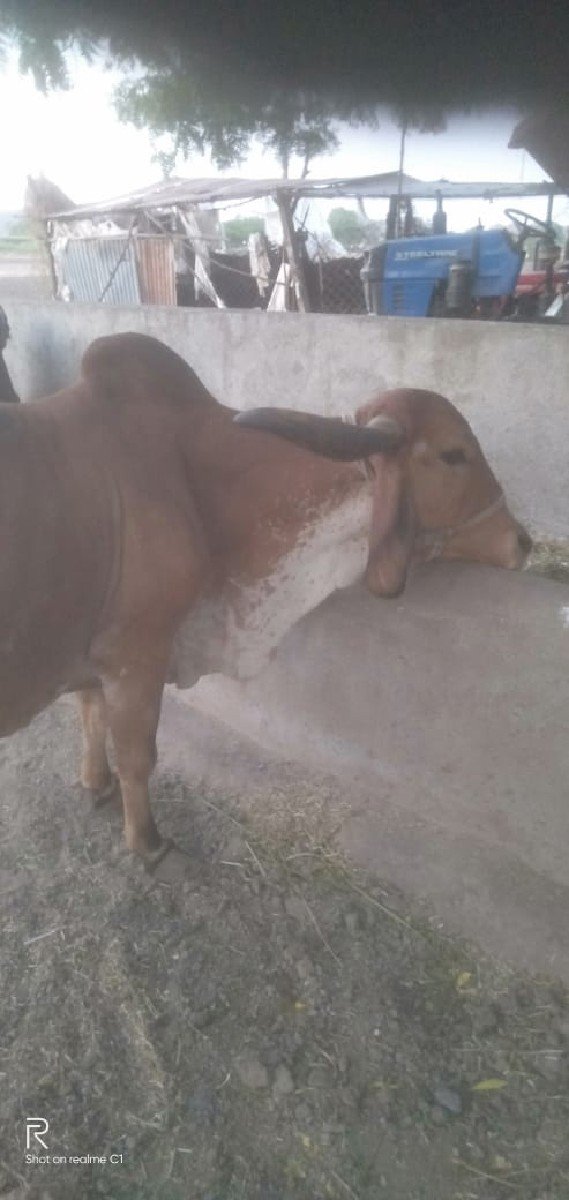 ગાય વેચવાની છે
