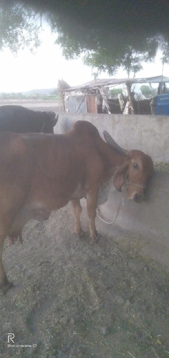 ગાય વેચવાની છે