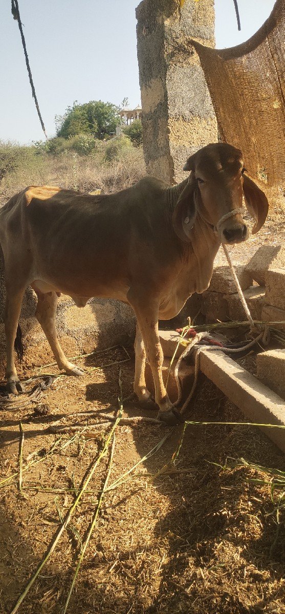 ગાય વેચવાની છે