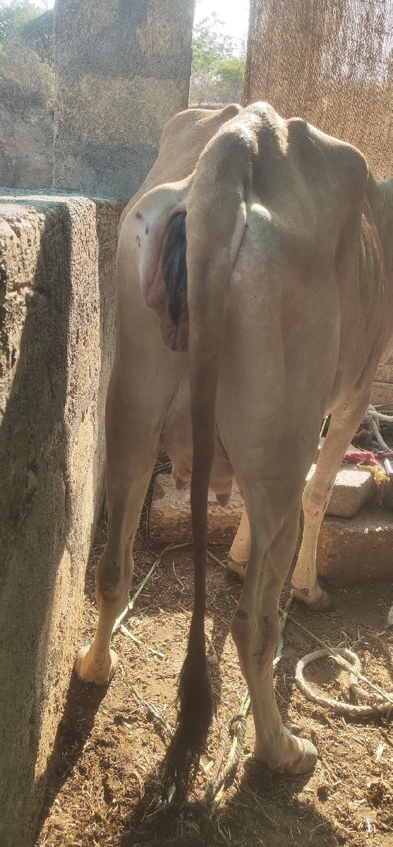 ગાય વેચવાની છે