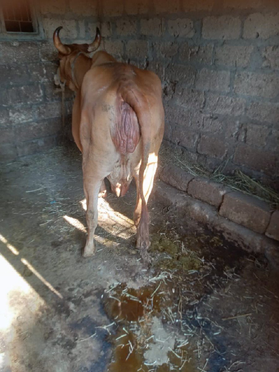 ગાય છે