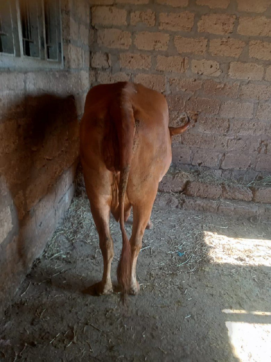 ગાય છે