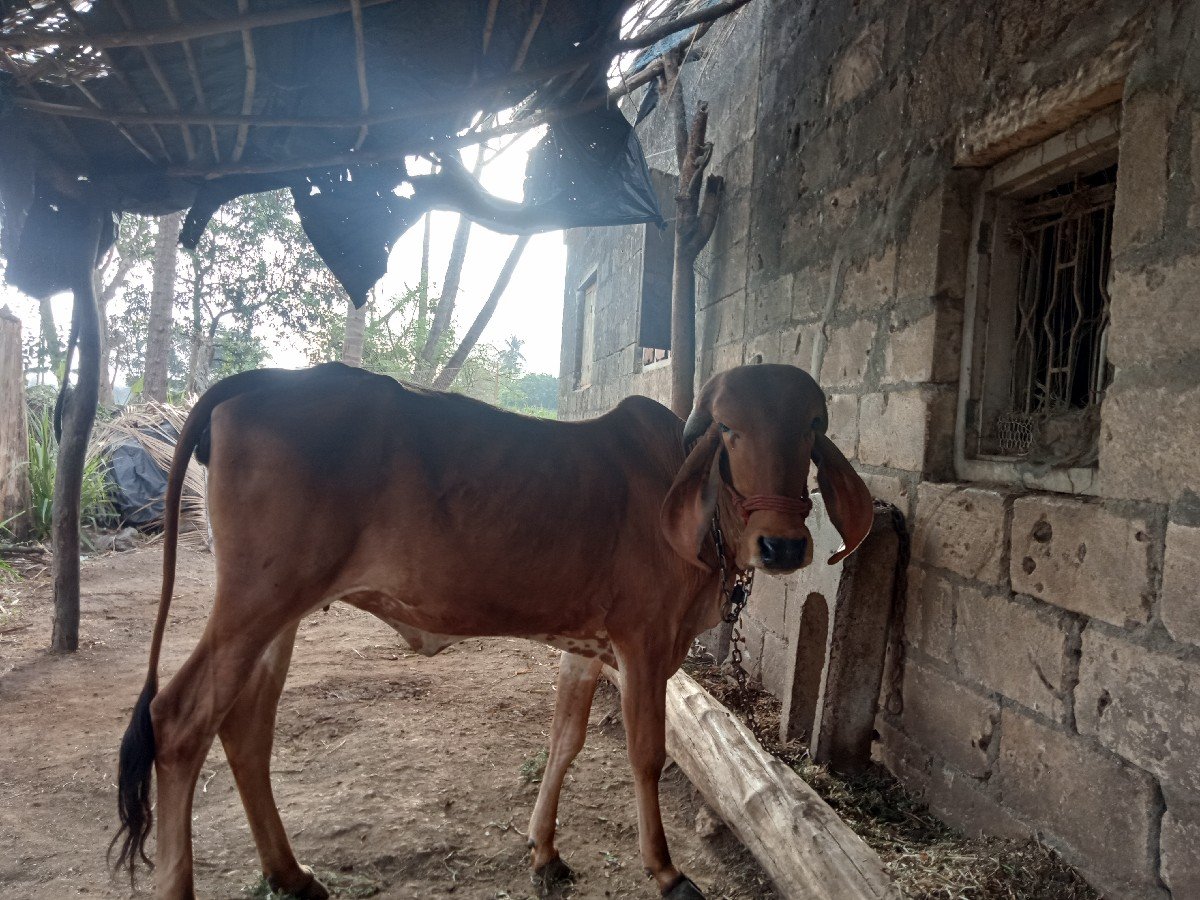 ગીર વોડકી વેશવાની છે
