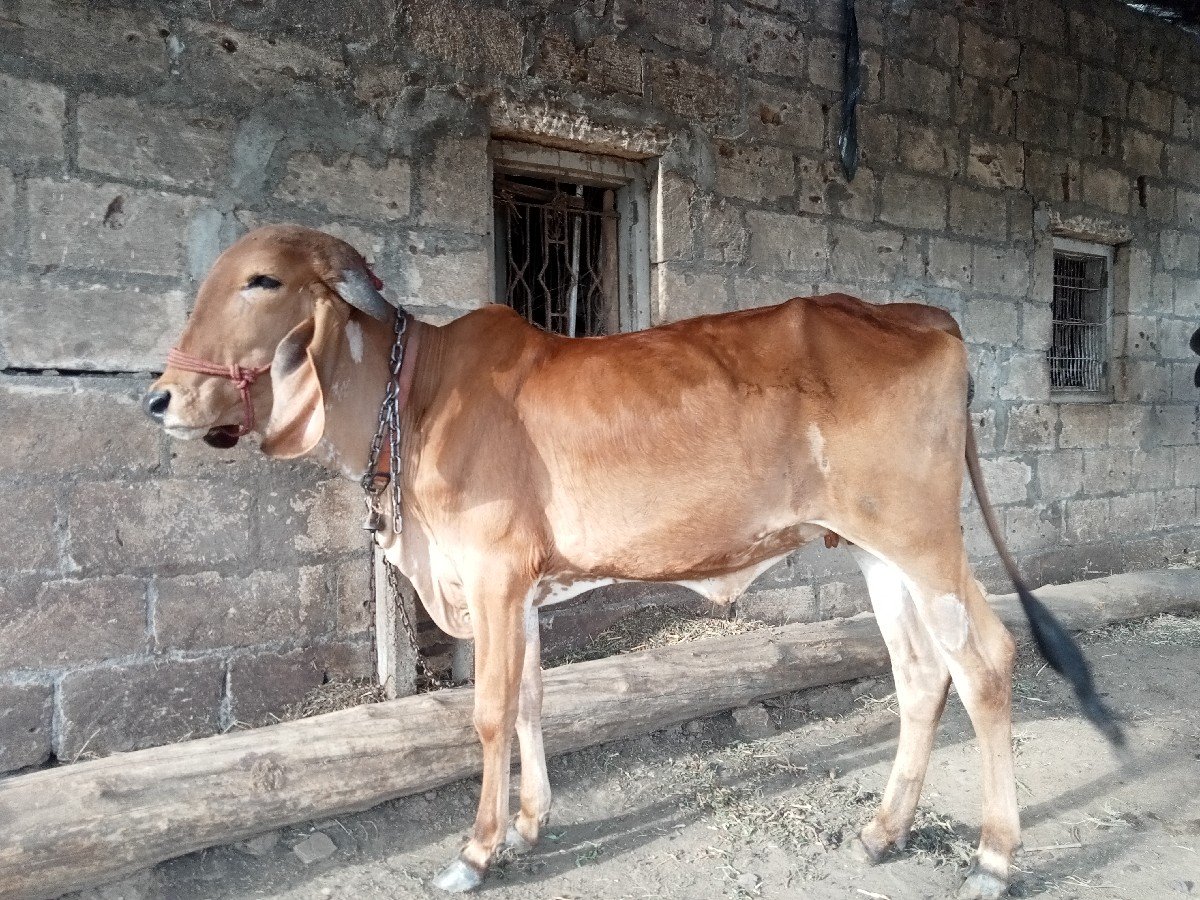 ગીર વોડકી વેશવાની છે