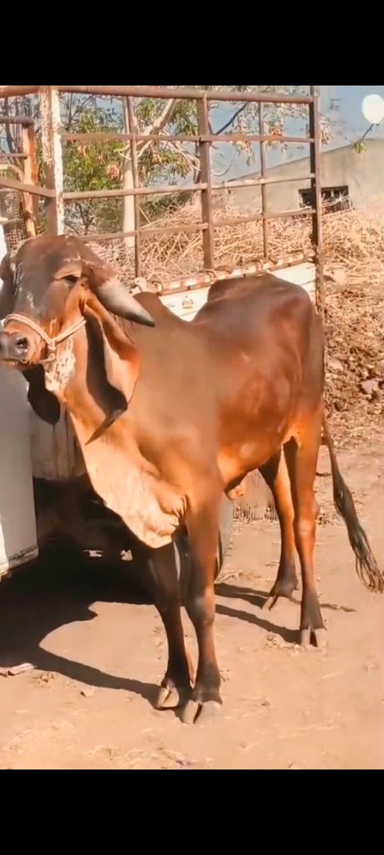 2.5 વર્ષ ની ઓડકી.