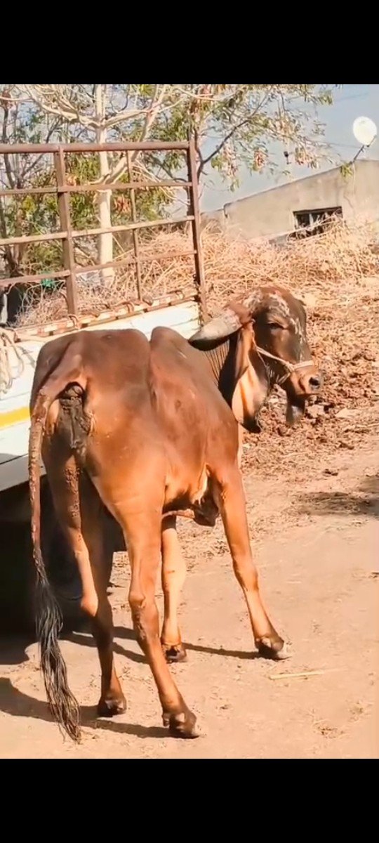 2.5 વર્ષ ની ઓડકી.