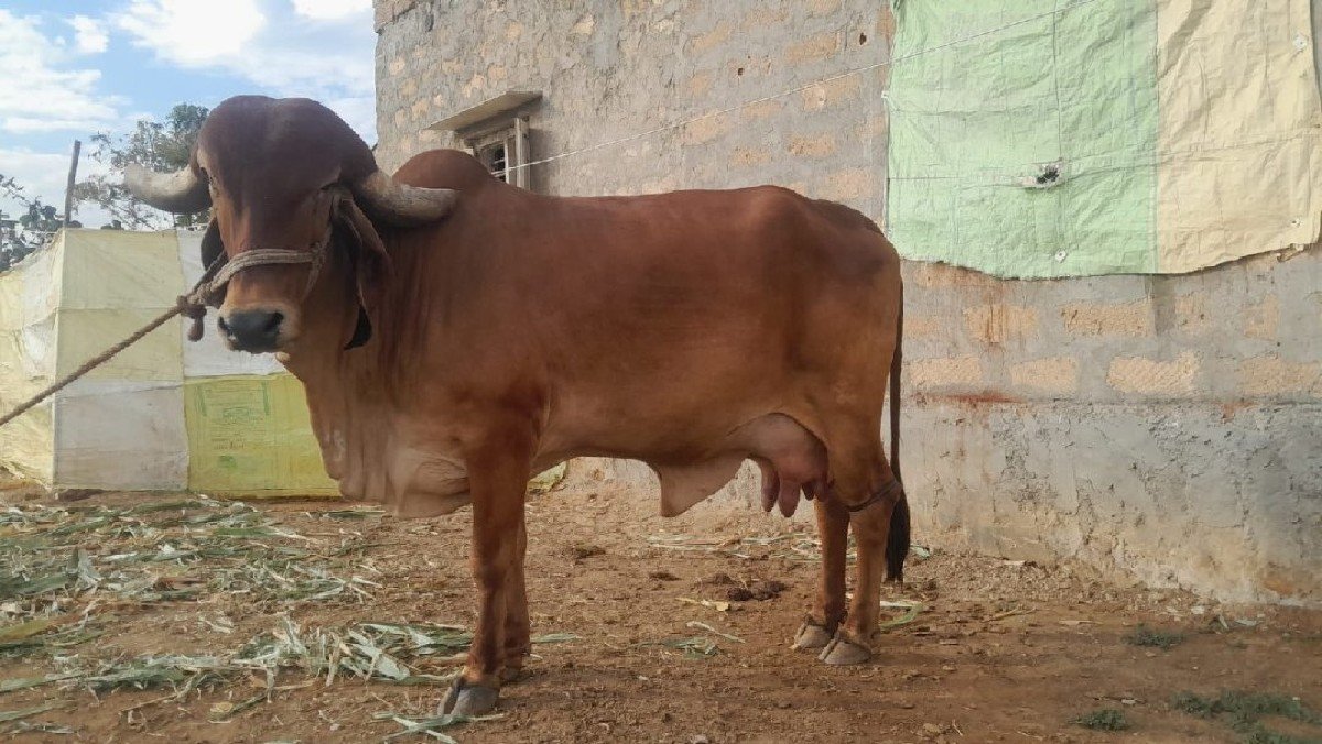 ગાય વૅચવાની છે