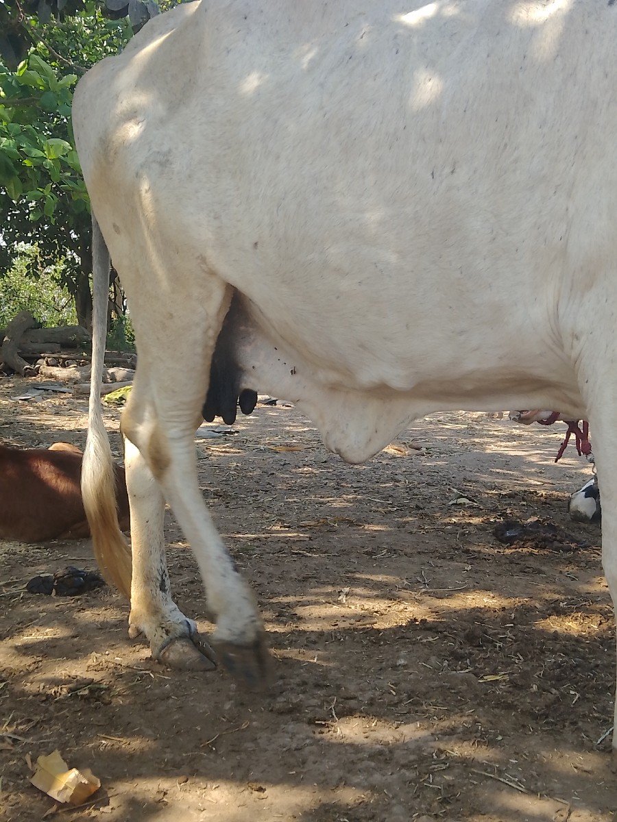 original nildi gay