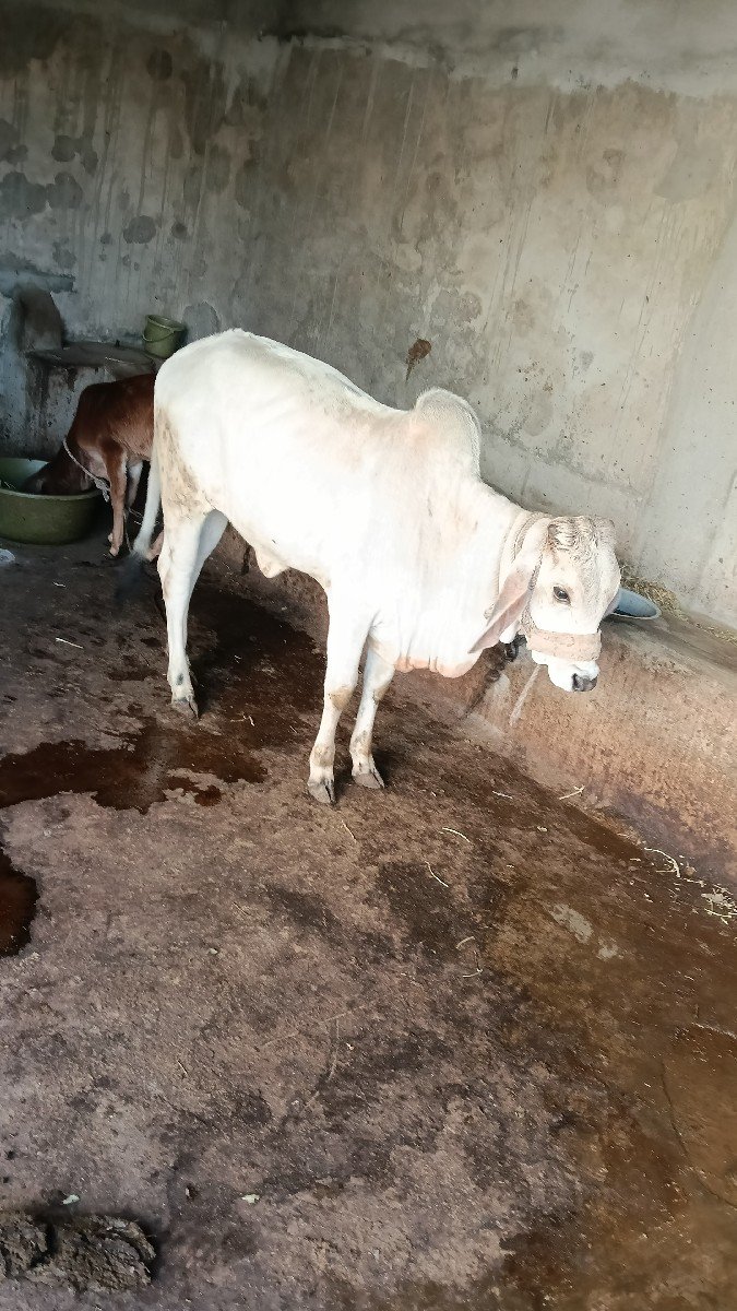 કાંકરેજ વાછડી