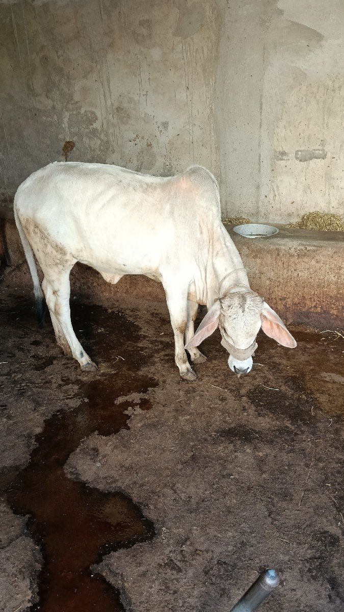 કાંકરેજ વાછડી