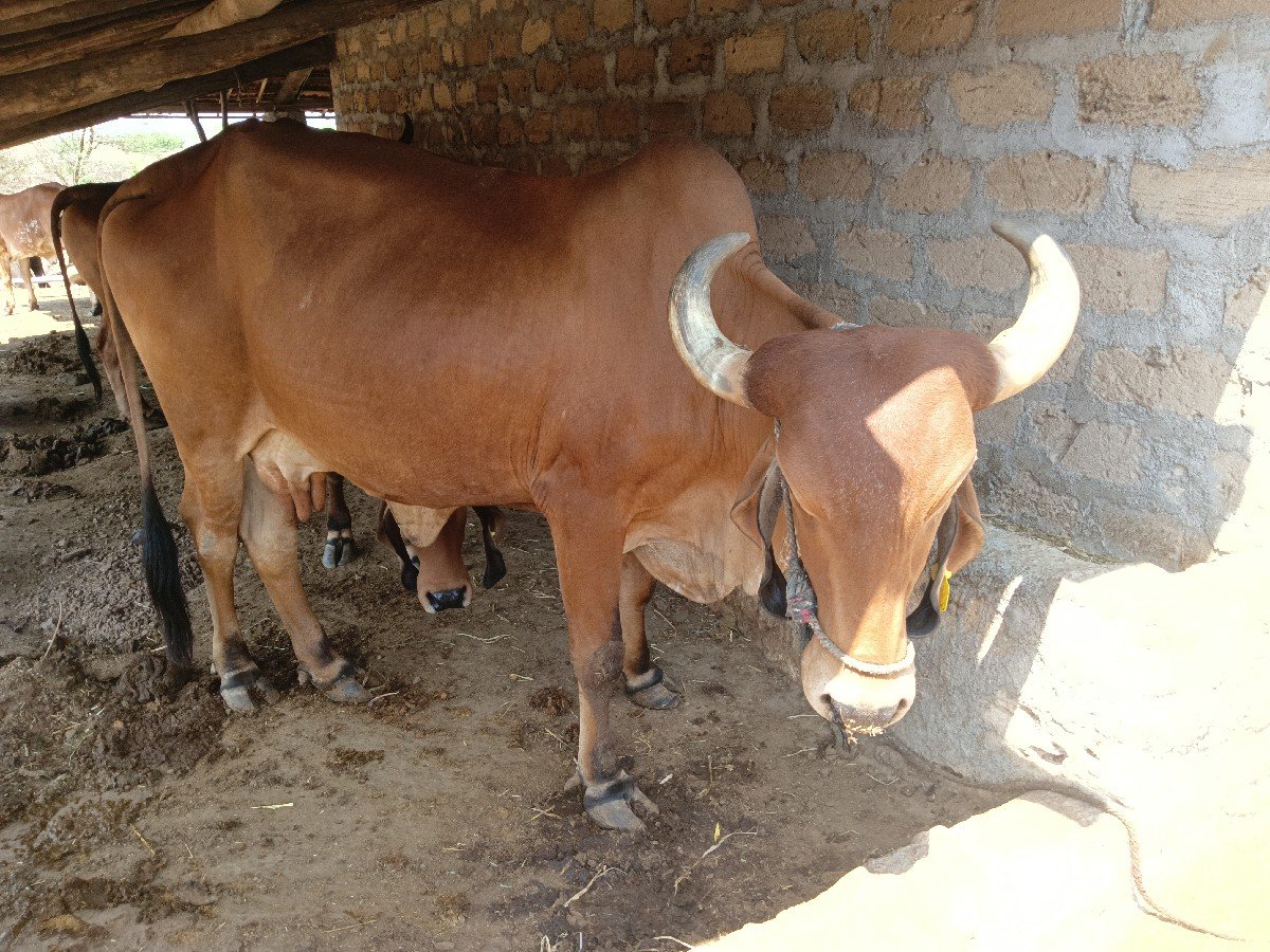 ગીર ગાય વેચવાની છે