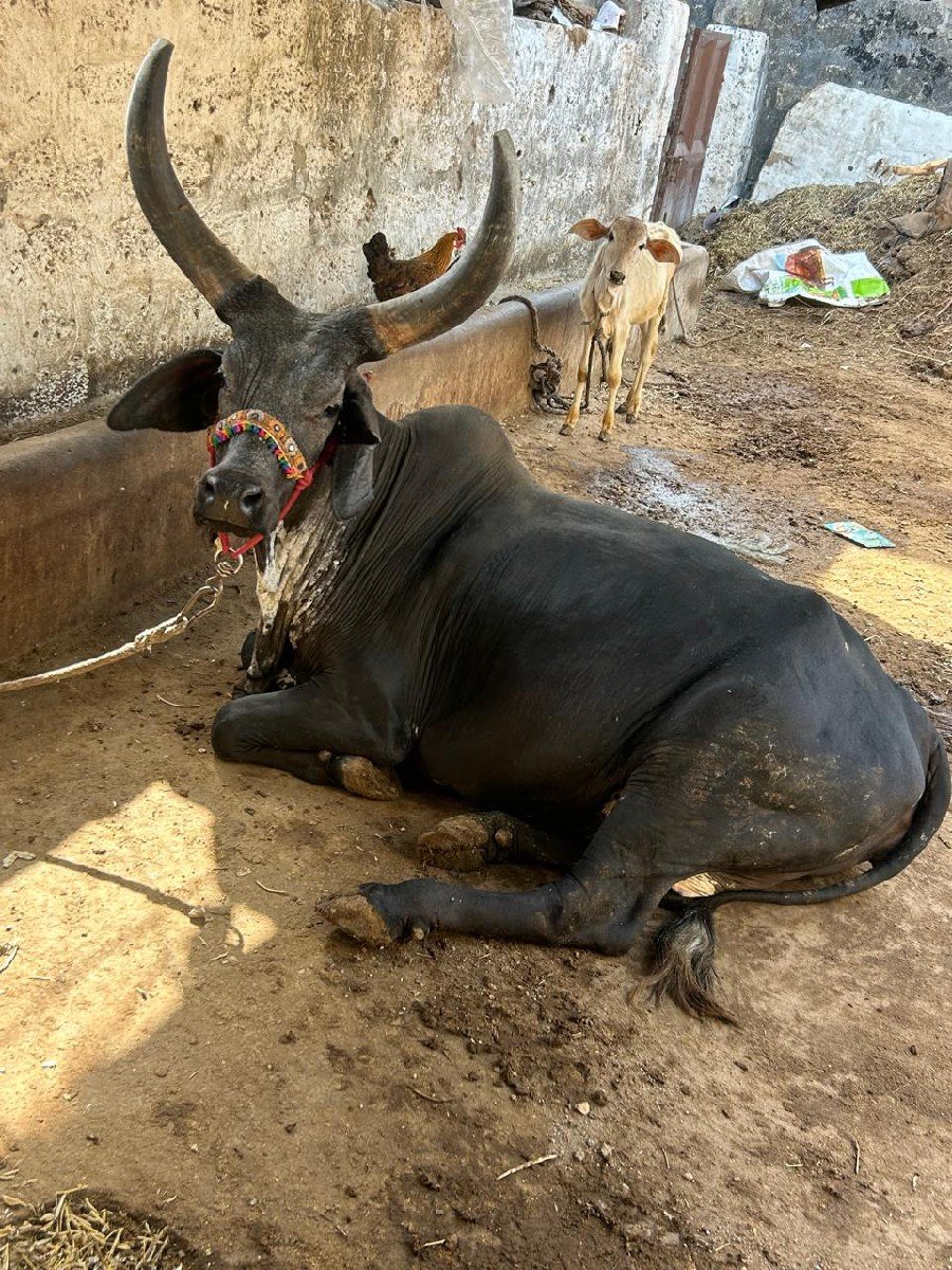 કાંકરેજ ગાય વેચવાની છે