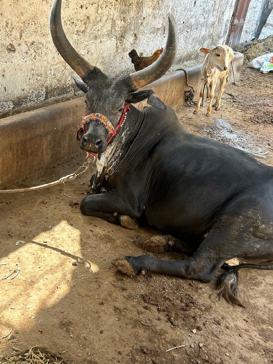 કાંકરેજ ગાય વેચવાની છે