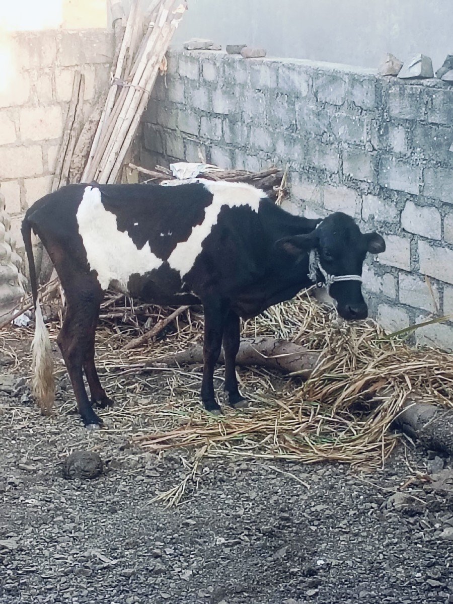 જસી ઓડકી