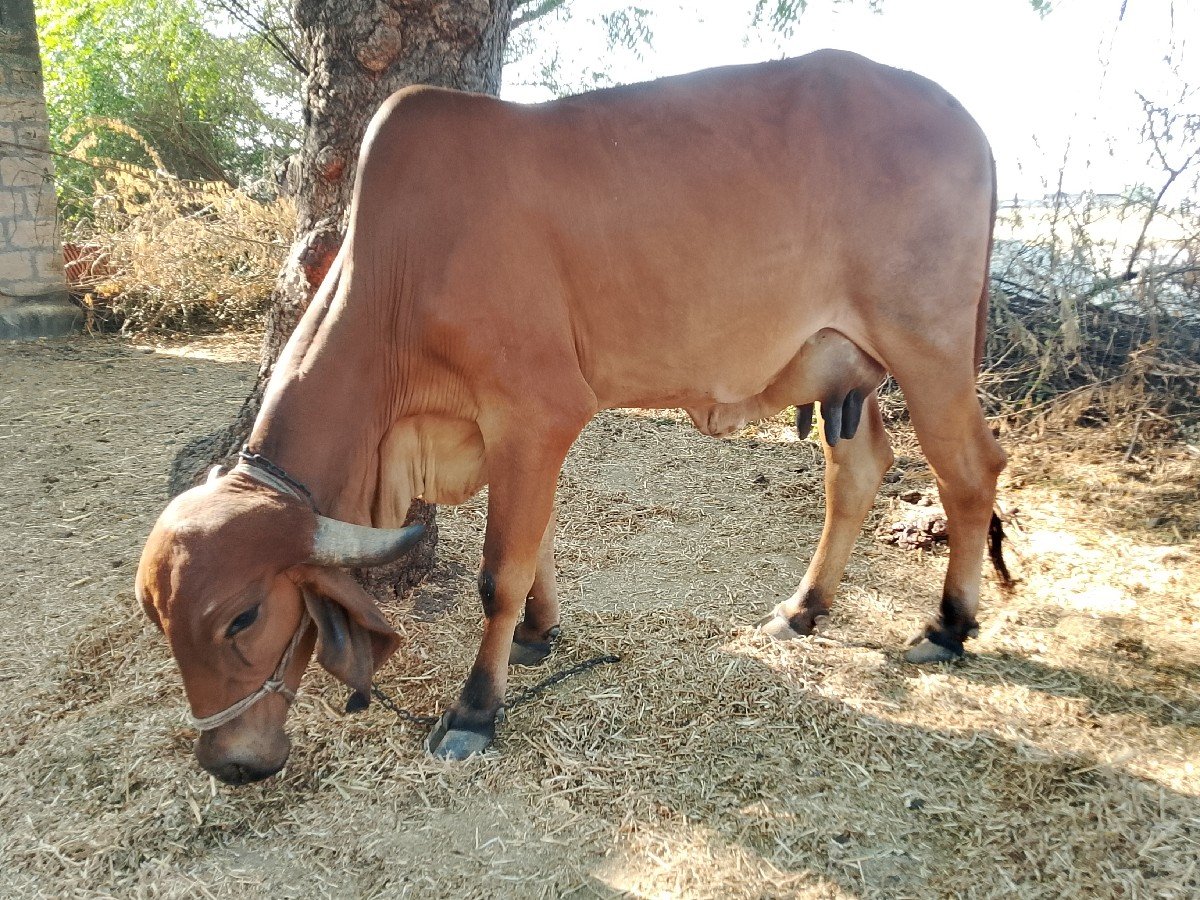 બીજા વેતર ની ગીર ગાય