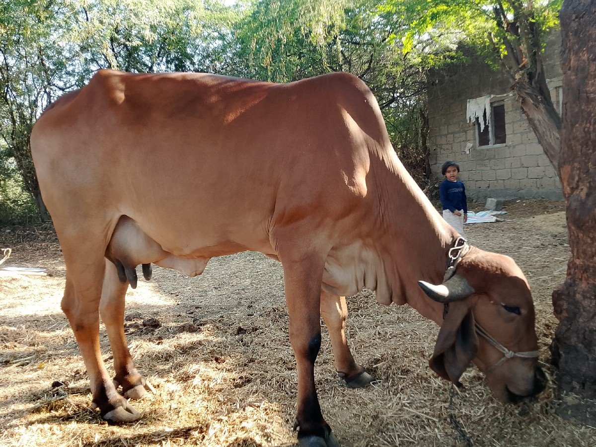 બીજા વેતર ની ગીર ગાય