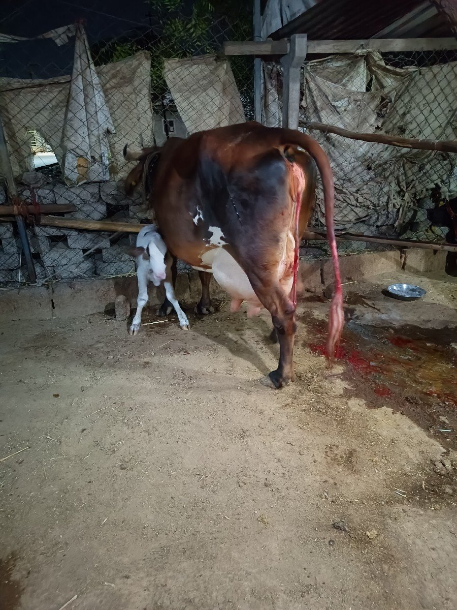 ગાય જર્સી નીચે વાછડી