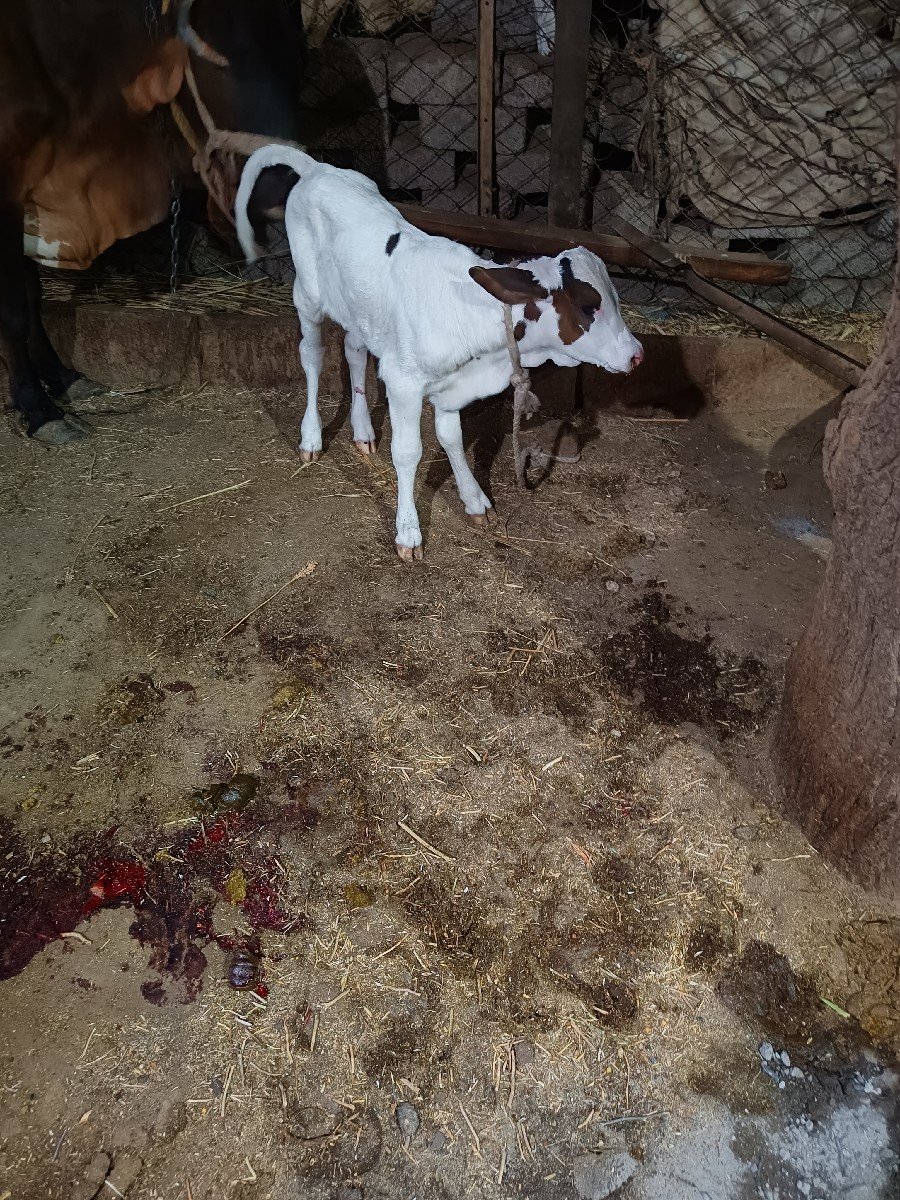 ગાય જર્સી નીચે વાછડી