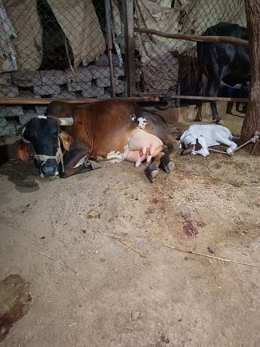 ગાય જર્સી નીચે વાછડી