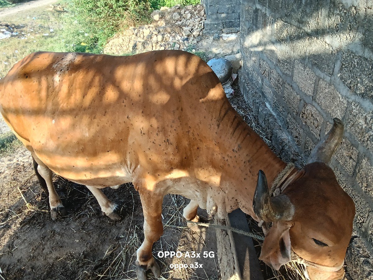 ગાય વેચવાનીછે