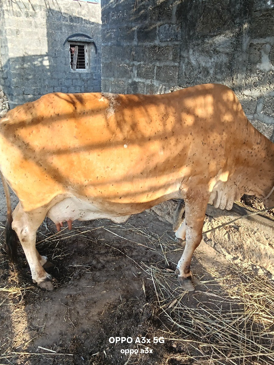 ગાય વેચવાનીછે
