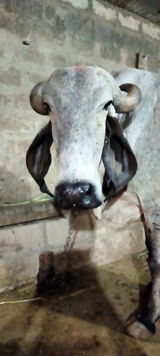 અમિતભાઈ રૂપારેલીયા ગામ ગોખલાણા