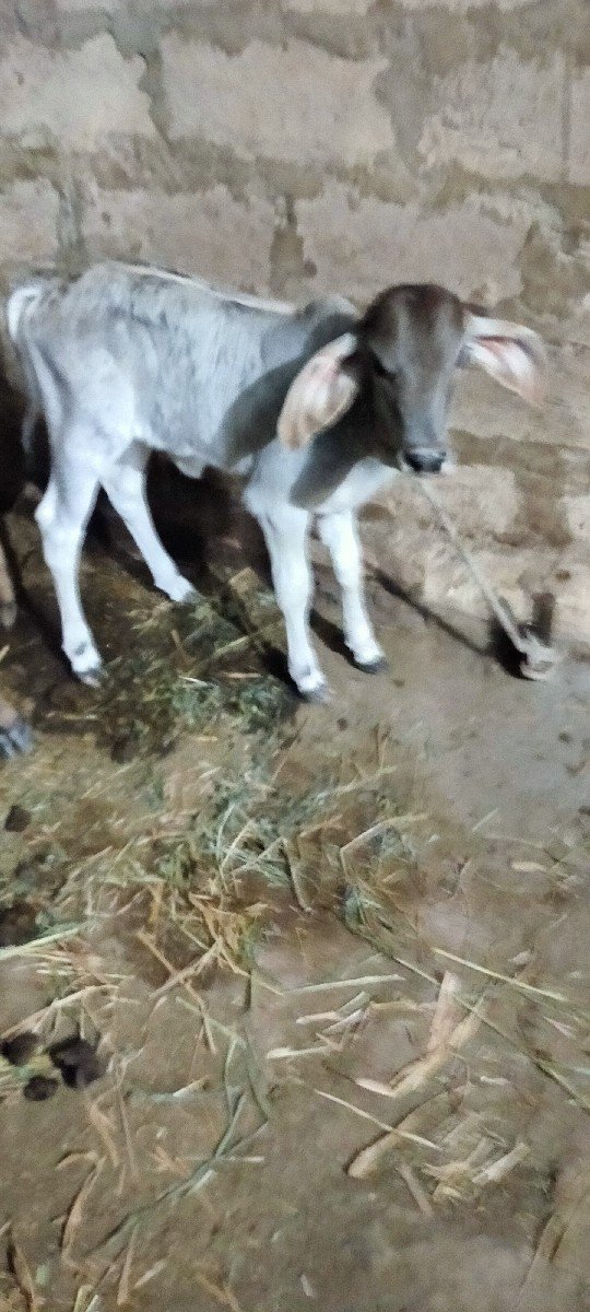 અમિતભાઈ રૂપારેલીયા ગામ ગોખલાણા